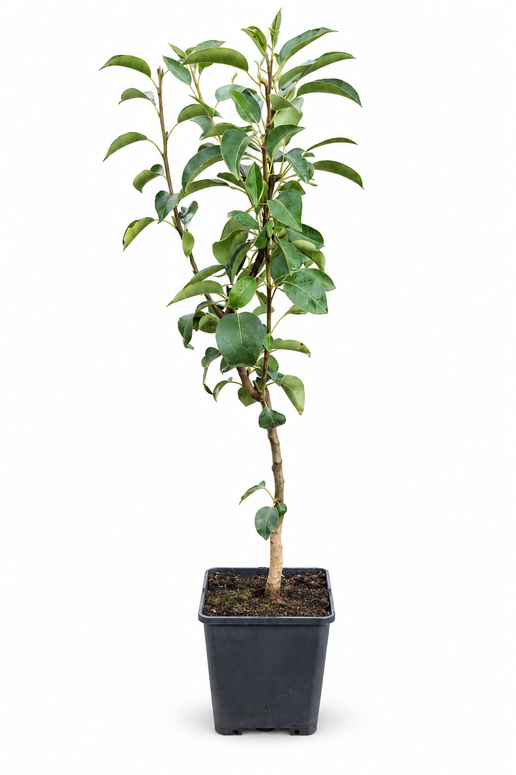 Birnbaum ‘Williams Christ’ 100–120 cm – Pyrus communis, aromatische Sommerbirne für Garten und Terrasse
