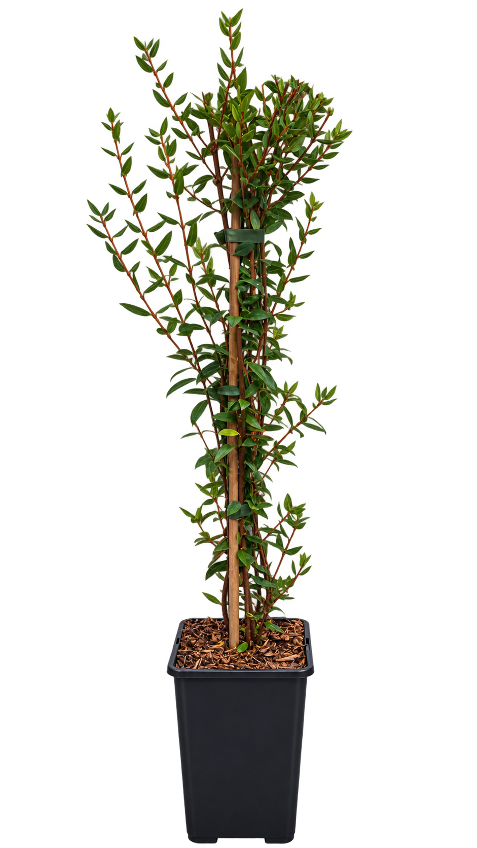 Chilenische Guave ‘Villarica Strawberry’ – Ugni molinae, Erdbeermyrte mit essbaren Früchten – 50–70 cm inkl. Topf