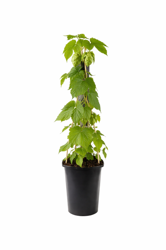 Hopfen - Humulus lupulus 40-60 cm - starkwachsende Kletterpflanze