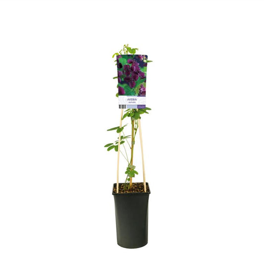 Akebia quinata 30–50 cm – Schokoladenwein / Akebie – winterharte Kletterpflanze mit Duftblüten