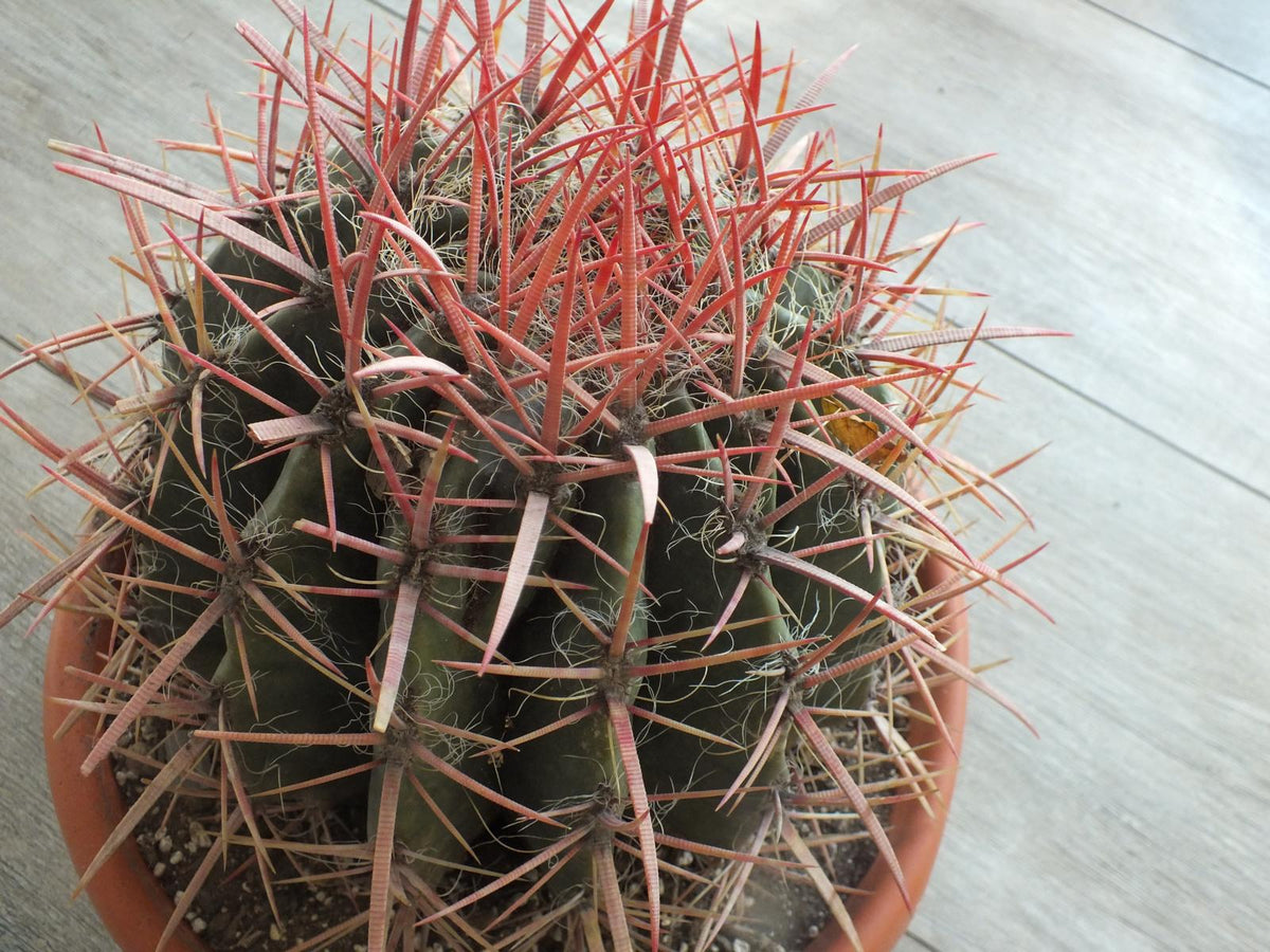 Ferocactus stainesii Ø 25-30 cm - eindrucksvoller Kaktus - Kakteen