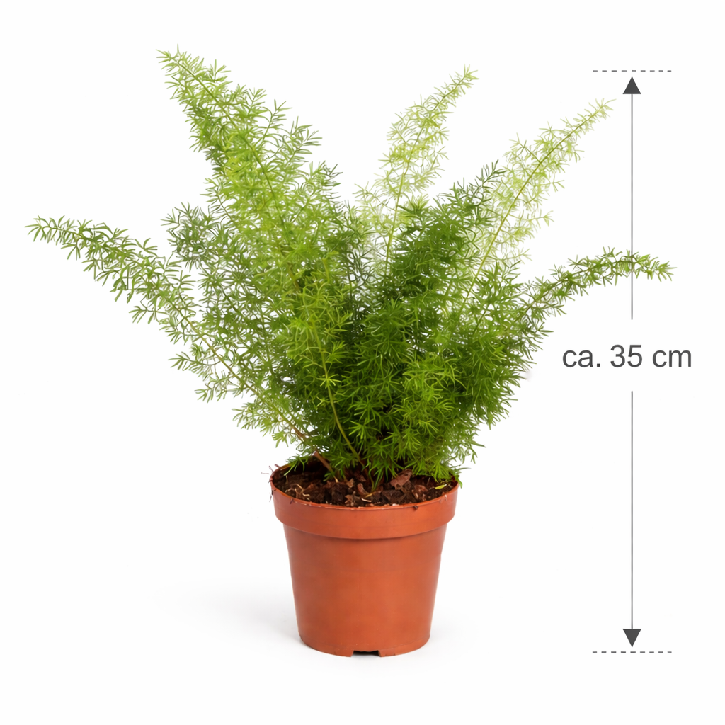 Asparagus Meyeri 35 cm - okrasný chřest - kapradina náprstník