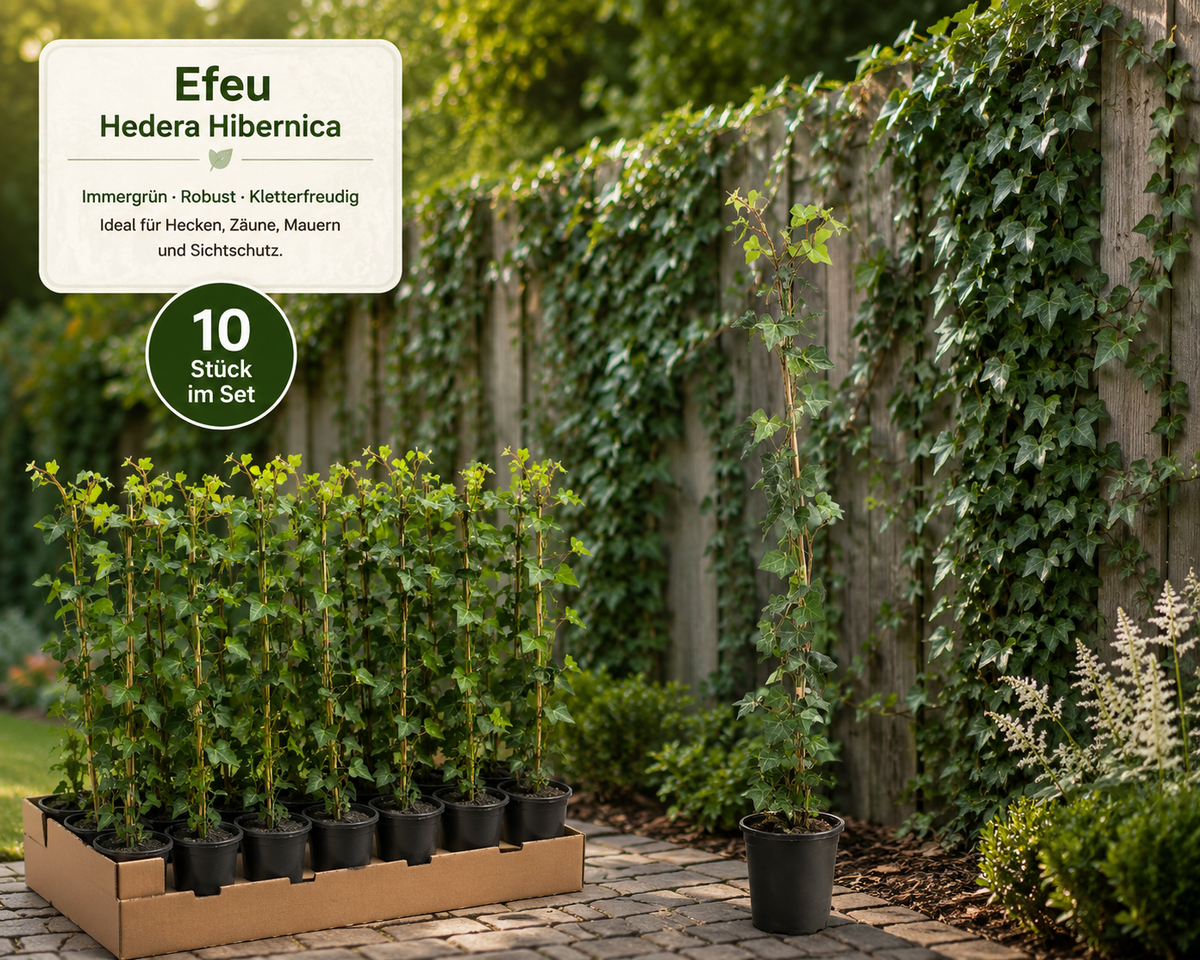 10x Efeu Hedera Hibernica 100-140 cm – Immergrüne Kletterpflanzen für 3 m Sichtschutzhecke | Irischer Efeu | Winterhart | Schnellwachsend | Heckenpflanzen Blickdicht