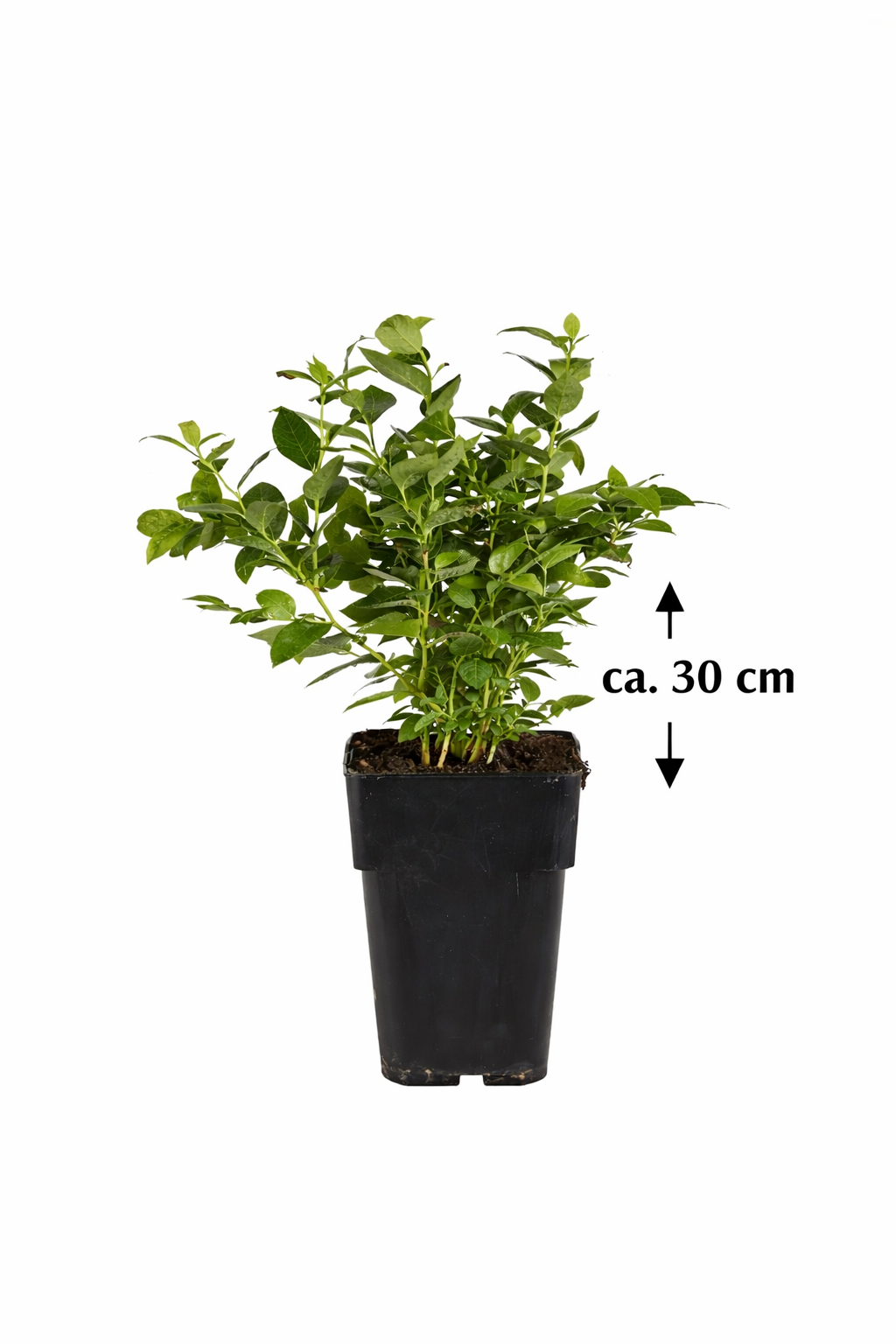 Heidelbeere Bluecrop ca. 30 cm – Ertragreiche Kulturheidelbeere / Blaubeere für Garten, Balkon & Kübel (Vaccinium corymbosum)