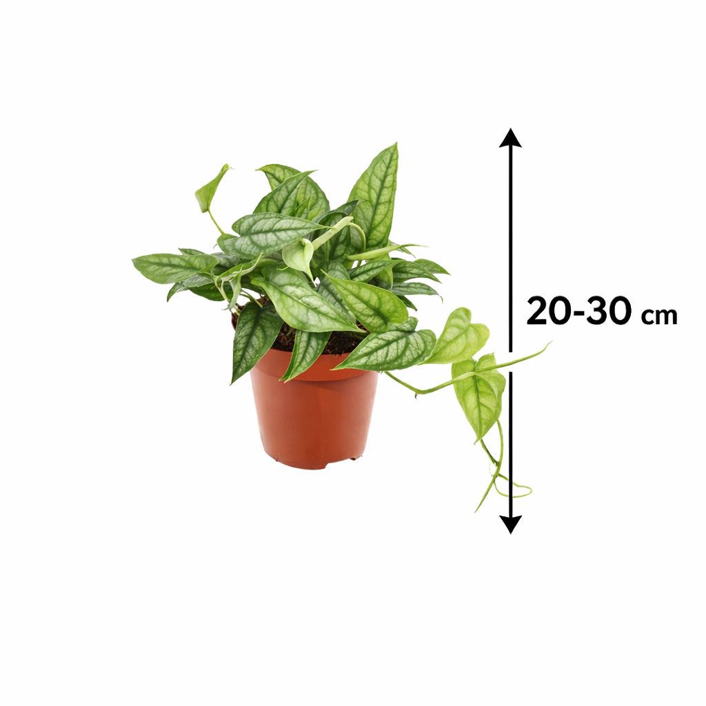 Monstera Siltepecana Exotische Zimmerpflanze | 20-30 cm | 12 cm Topf | Pflegeleicht, Schnellwachsend & Luftreinigend