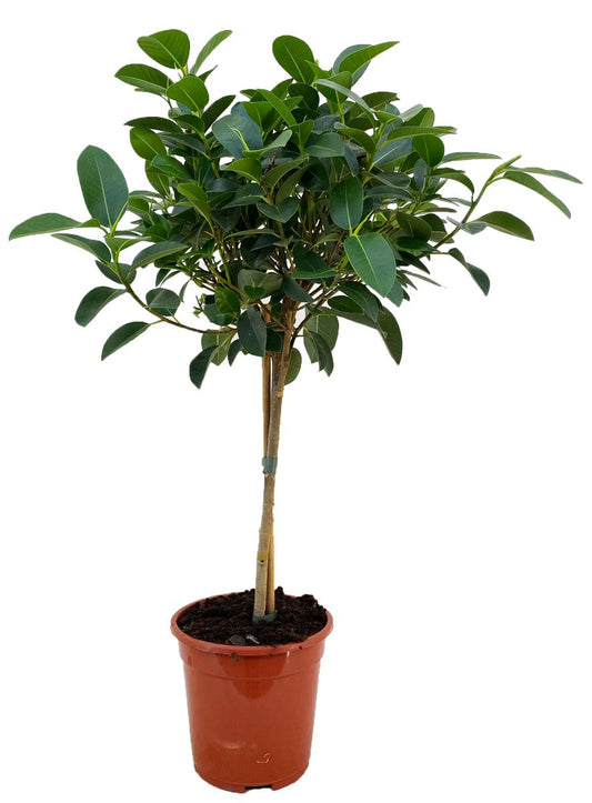 Ficus rubiginosa ‘Australis’ – Australischer Feigenbaum | Zimmerpflanze / Kübelpflanze, Stämmchen ca. 80–100 cm inkl. Topf