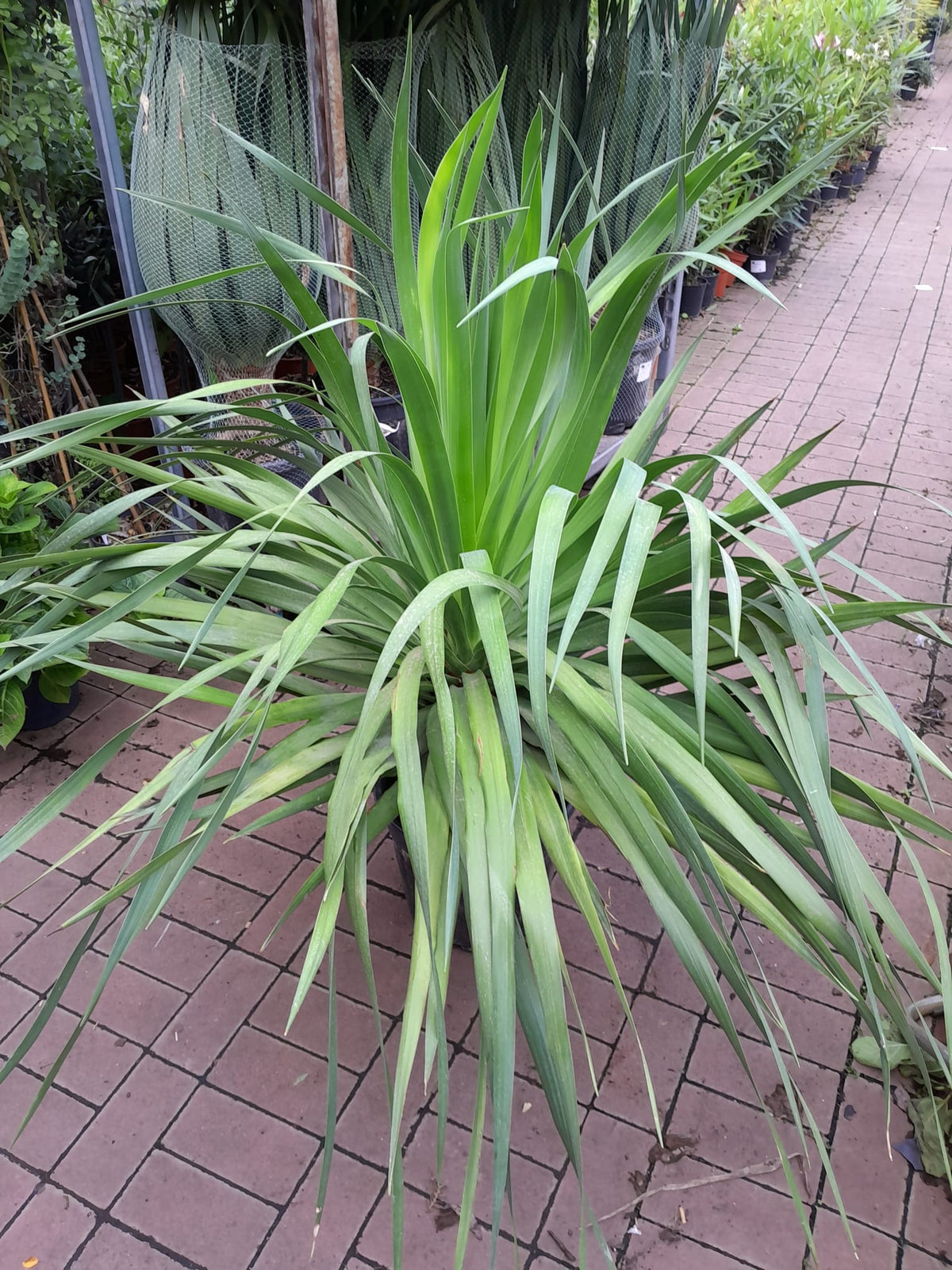 XXL Dračí strom Kanárských ostrovů (Dracaena Draco) 100-120 cm – Exotická pokojová rostlina | Krvavý strom | Dračí strom pro domácnost i kancelář