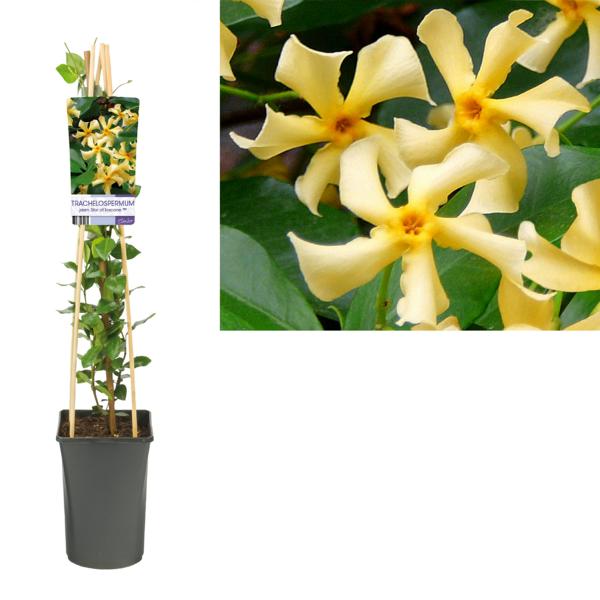 Trachelospermum jasminoides Hvězda Toskánska 60-80 cm Voňavá hvězda pro vaši zahradu