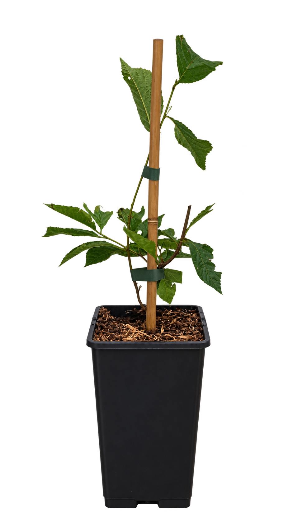Filzkirsche ‘White Ninja’ – Prunus tomentosa – winterharter Obststrauch mit weißen Kirschen – 40–60 cm inkl. Topf