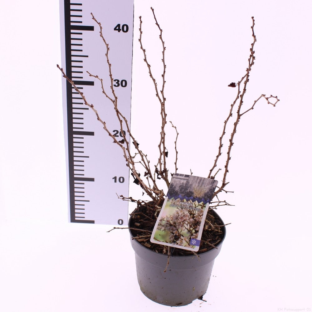 Prunus incisa 'Kojou-no-mai' – Geschlitzte Kirsche, Zwerg-Kirschbaum 40-60 cm – Ideal für Garten und Terrasse
