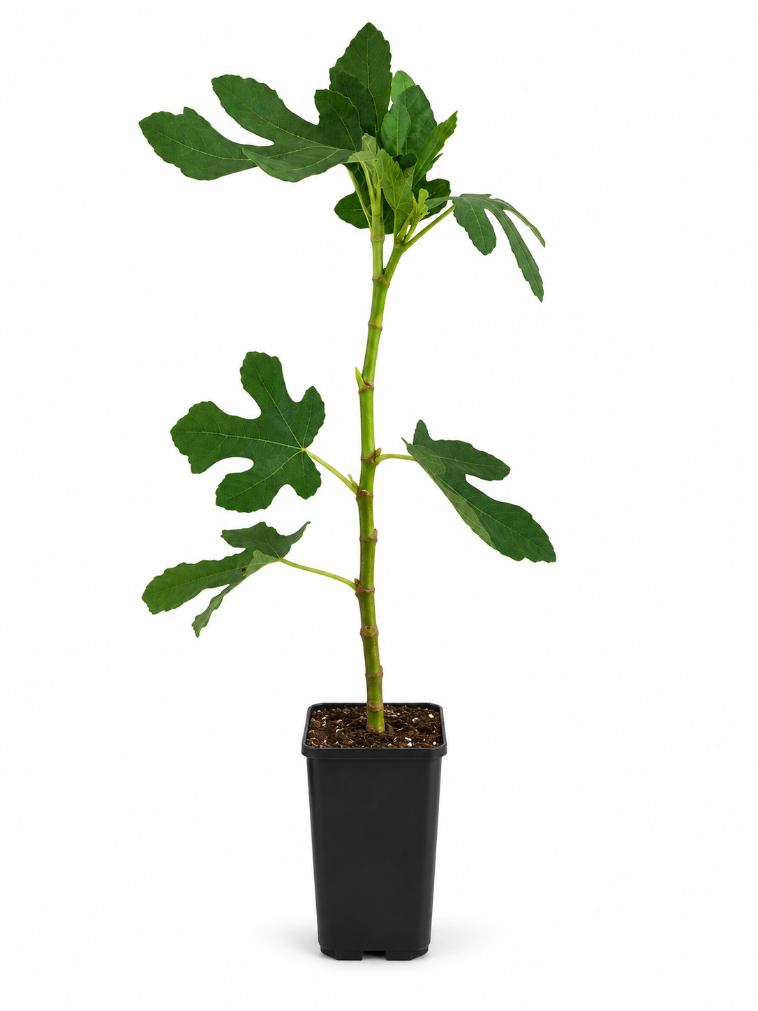 Feigenbaum ‘Brown Turkey’ 40–60 cm – Ficus carica, echte Feige für Garten, Terrasse und Balkon