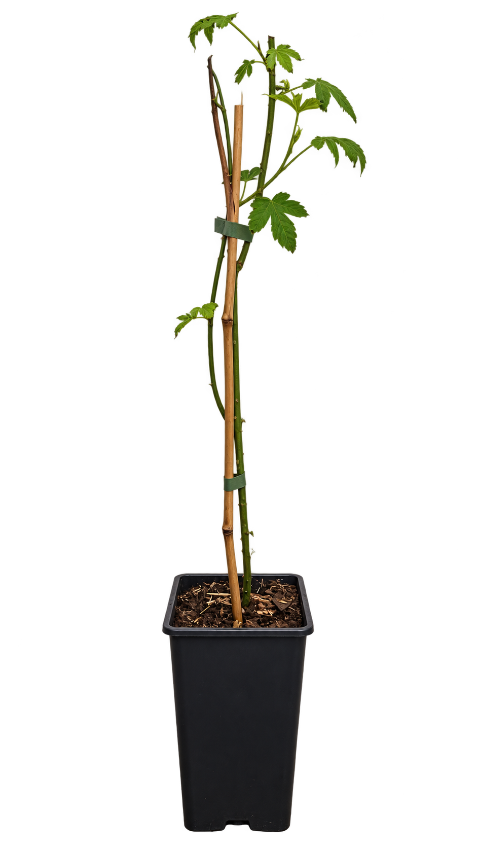Zuckerblatt-Brombeere Sugarleaf® ‘Innocent’ – winterharte Süßblatt-Pflanze für Garten & Kübel – 50–70 cm inkl. Topf