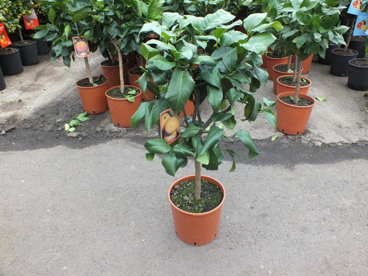 Bergamot 80-100 cm – Citrus Bergamia Fantastico – Voňavá citrusová rostlina pro čaj a aromaterapii