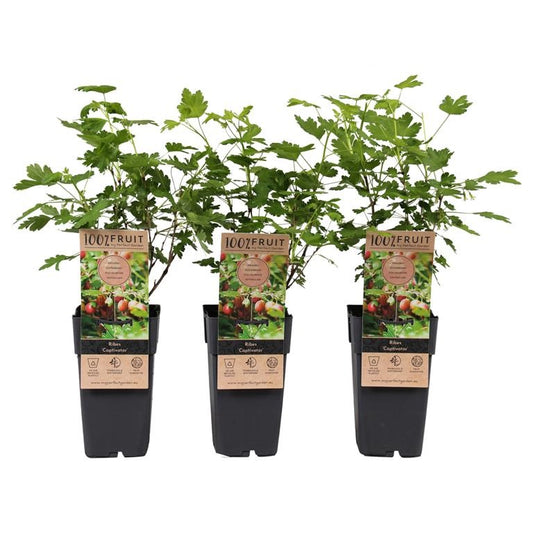 Stachellose Stachelbeere Captivator ca. 60 cm – Süße, rote Beeren | Ribes uva-crispa kaufen