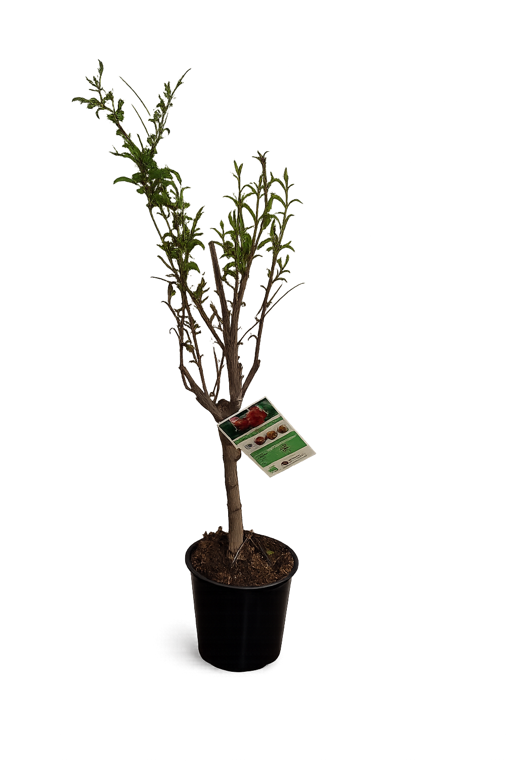 Punica granatum ‘Acco’ Granatapfel 70–100 cm – Echter Granatapfelbaum winterhart Kübelpflanze mediterran Obstbaum