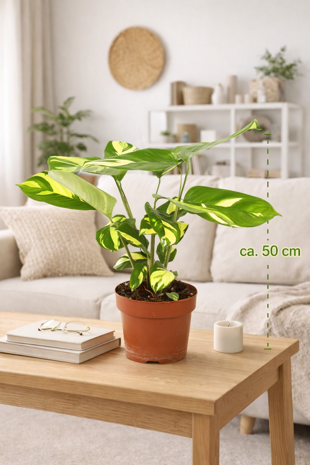 Ctenanthe pilosa Golden Mosaic – 30–40 cm vysoká, robustní pokojová rostlina se zlatým listovým vzorem – známá také jako rostlina Golden Mosaic
