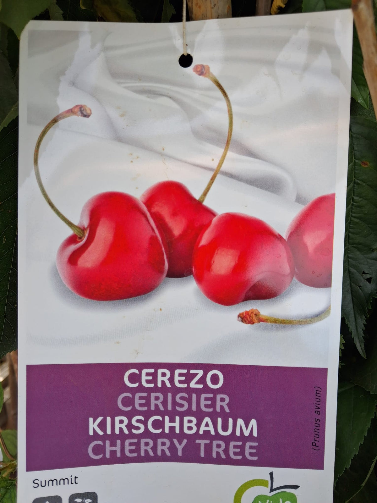 Süßkirsche 'Summit' (Prunus avium) 160–200 cm – Veredelte Kirschbaum-Halbstamm mit ca. 100 cm Stammhöhe
