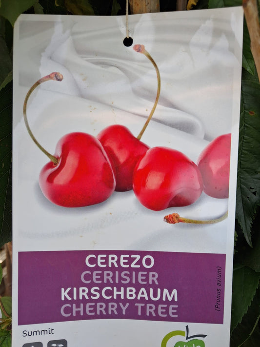 Süßkirsche 'Summit' (Prunus avium) 160–200 cm – Veredelte Kirschbaum-Halbstamm mit ca. 100 cm Stammhöhe