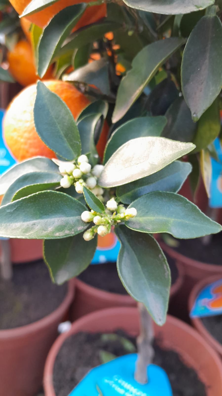 Hořký pomerančovník Chinotto (Citrus myrtifolia) – středomořský citrusový keř, 50-60 cm, ideální na balkon a terasu
