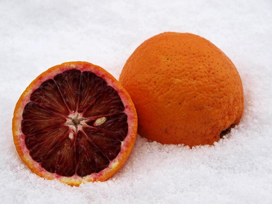 Citrus sinensis Sanguinello 80-100 cm - krvavý pomeranč