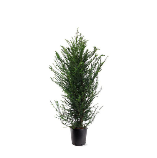 Eibe Taxus baccata Hecke 100-140 cm – Immergrüne Heckenpflanze | Pflegeleicht & Blickdicht
