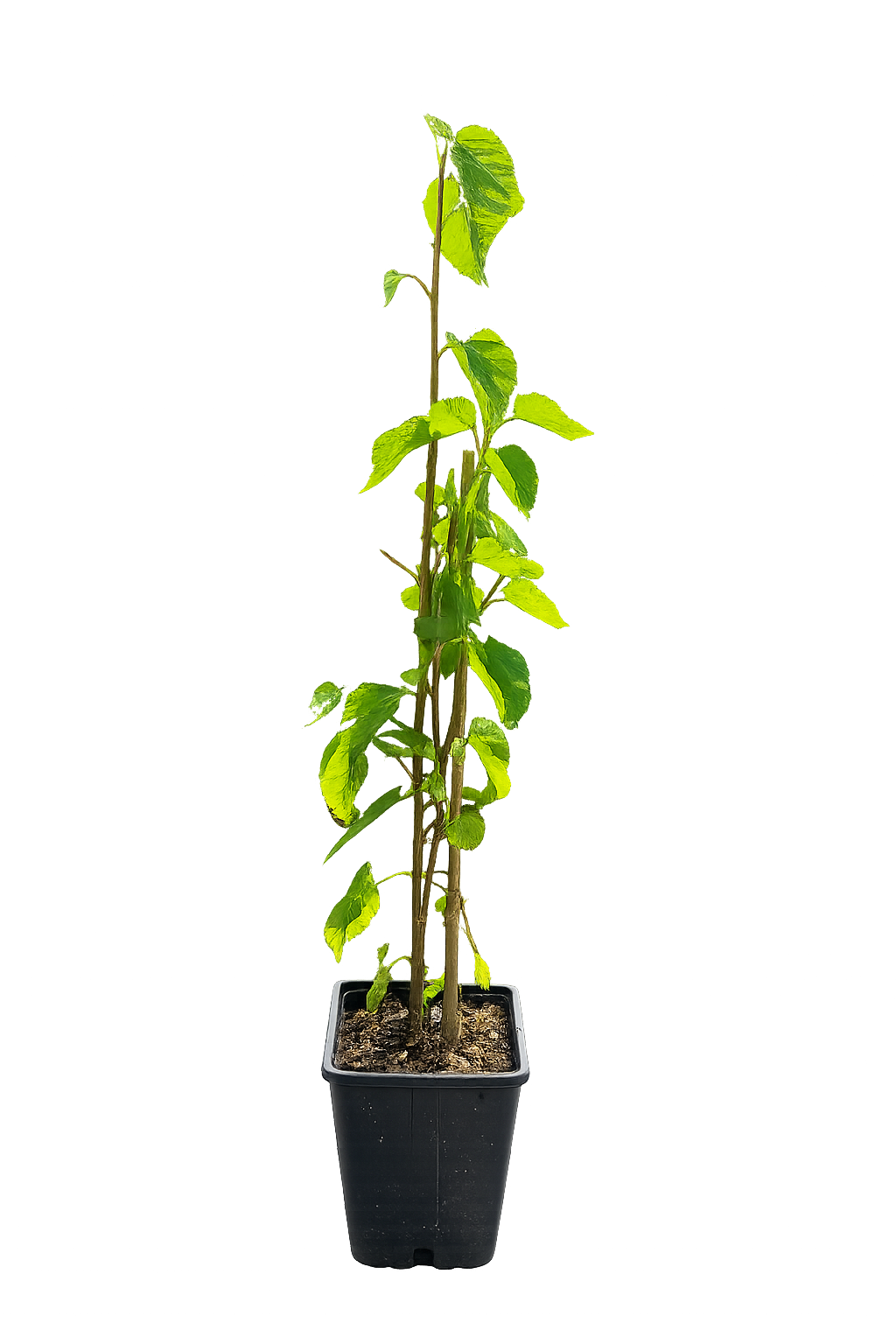 Weiße Maulbeere 50–70 cm (Morus alba) – Winterharter Maulbeerbaum, Obstbaum mit süßen Früchten für Garten & Kübel