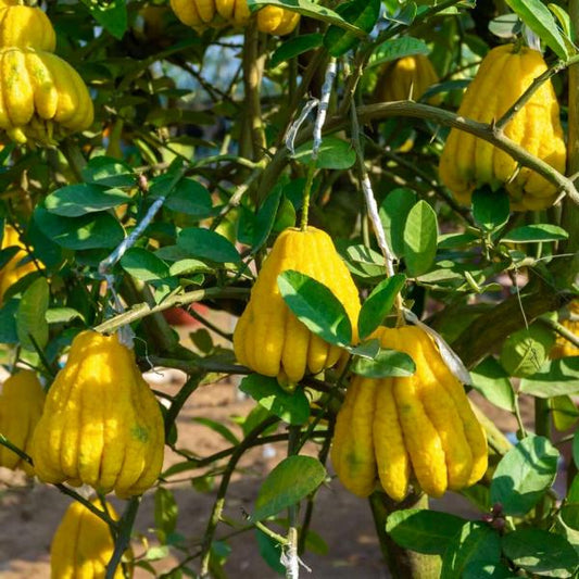Buddhův citron (Citrus medica) – Exotická citrusová rostlina, 140-180 cm C17 Voňavá vzácnost pro vaši zahradu