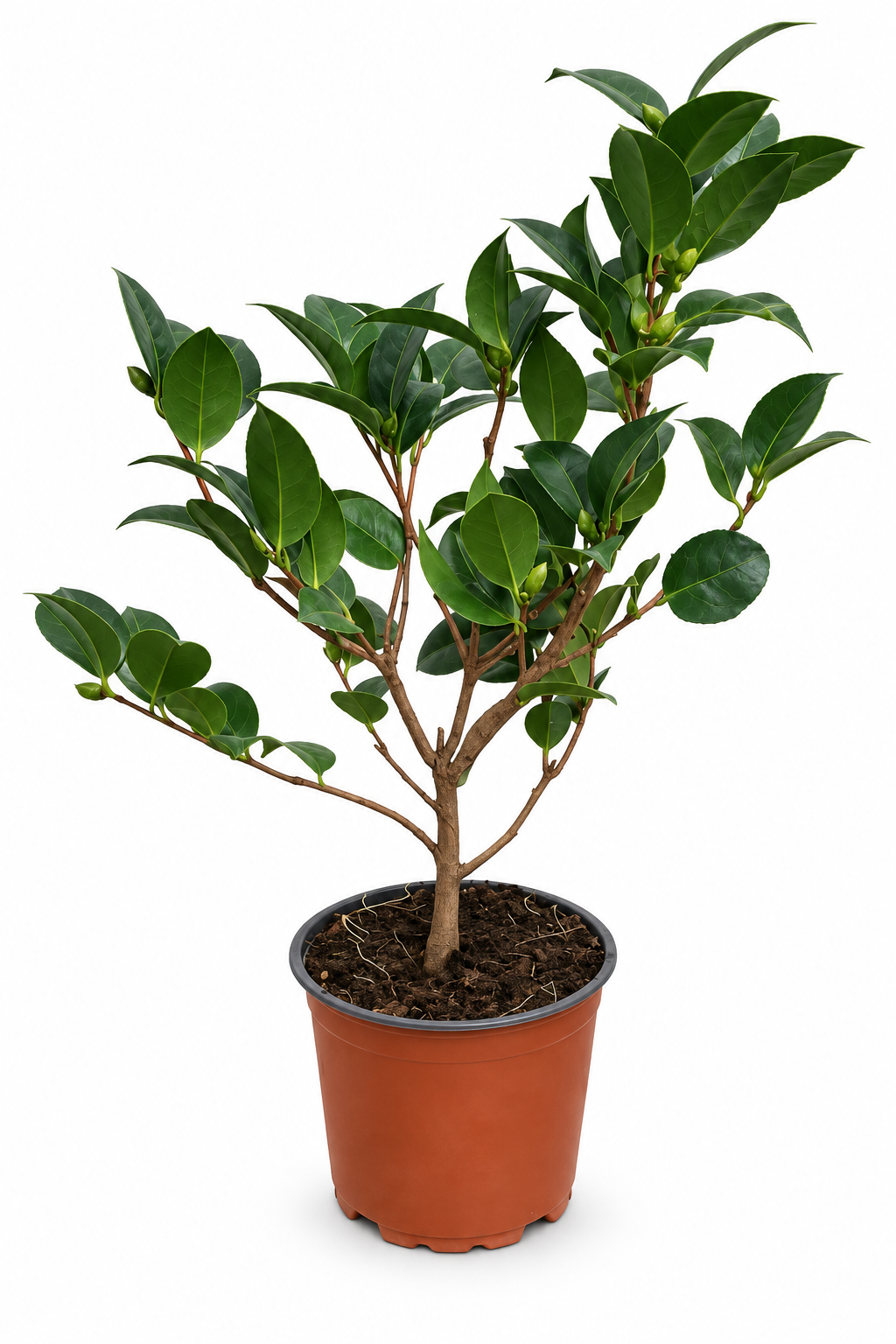 Weiße Kamelie ca. 50 cm – Camellia, immergrüne Blütenpflanze für Garten, Terrasse und Kübel