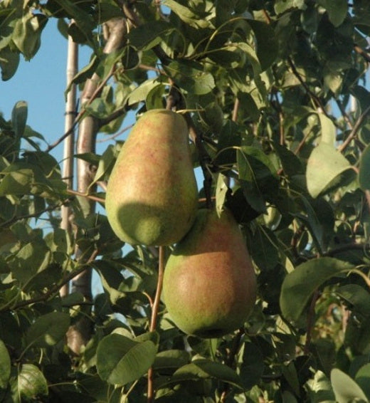 Hrušeň - Pyrus communis 'Alexander Lucas' - podzimní hrušeň