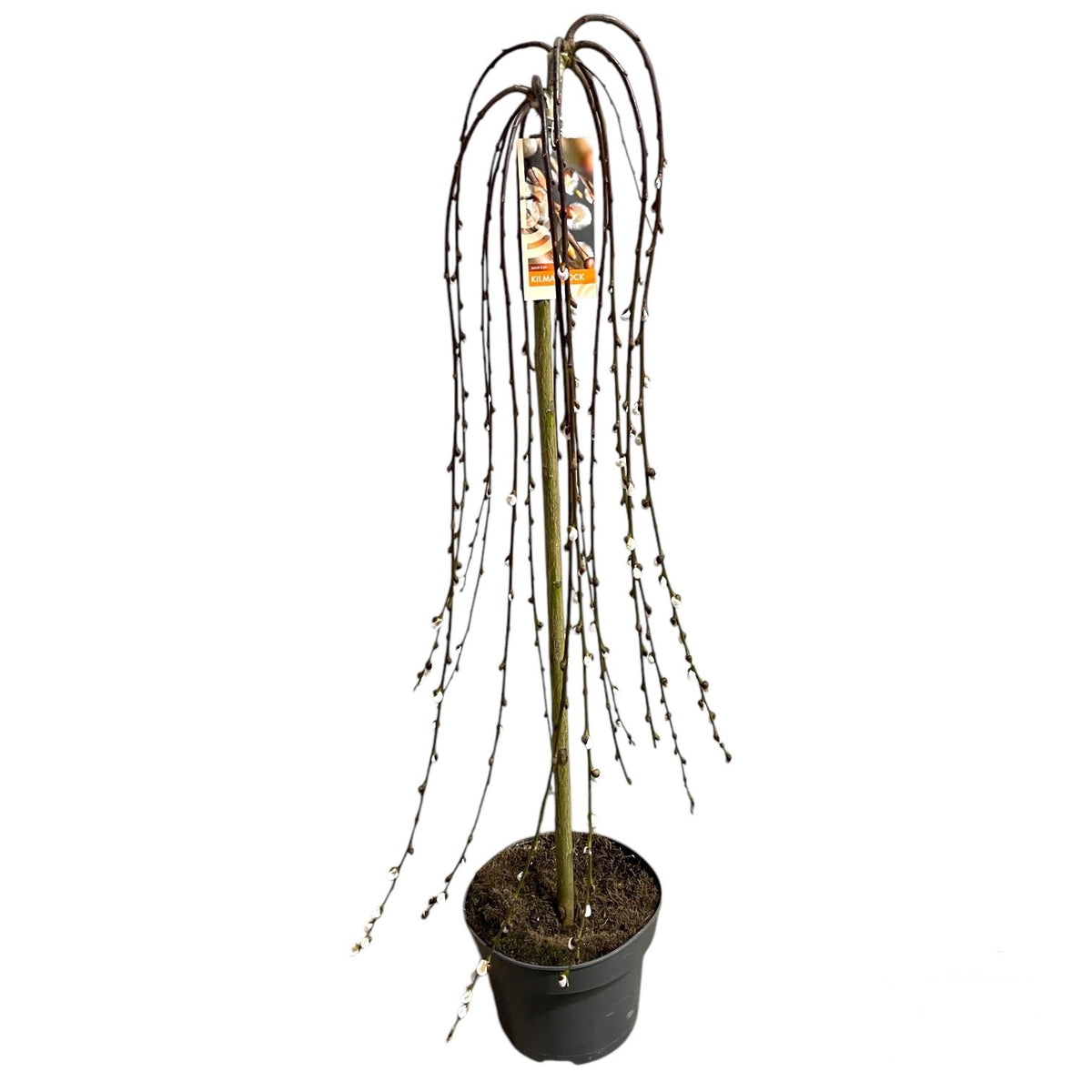 Smuteční vrba 'Kilmarnock' (Salix caprea) 100-120 cm – Dekorativní smuteční vrba s květy jehněd