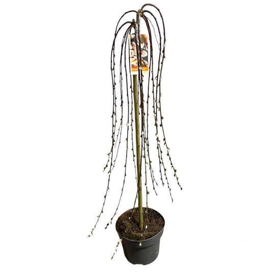 Smuteční vrba 'Kilmarnock' (Salix caprea) 100-120 cm – Dekorativní smuteční vrba s květy jehněd