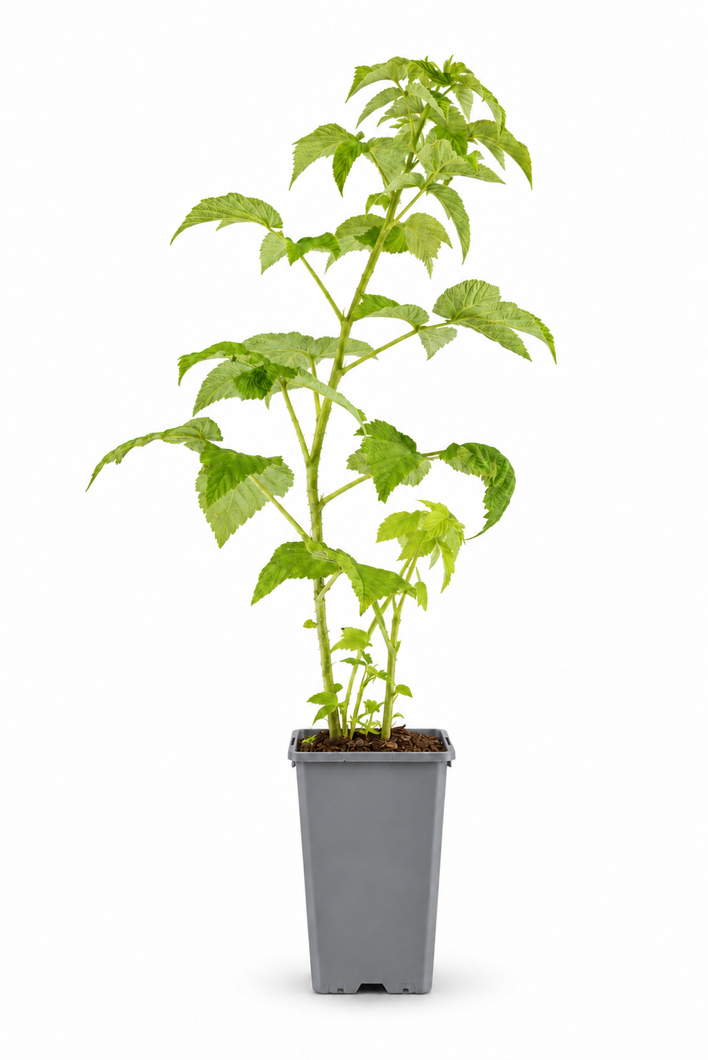 Gelbe HimbGelbe Himbeere ‘Golden Bliss’ 60-70 cm – Rubus idaeus, winterharte Naschhimbeere für Garten, Balkon und Terrasseeere Rubus idaeus 'Golden Bliss' 60-70 cm