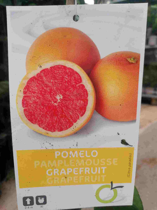 Citrus paradisi 'Star Ruby' 100-130 cm - citrusová rostlina rajského jablka s červeným grapefruitem