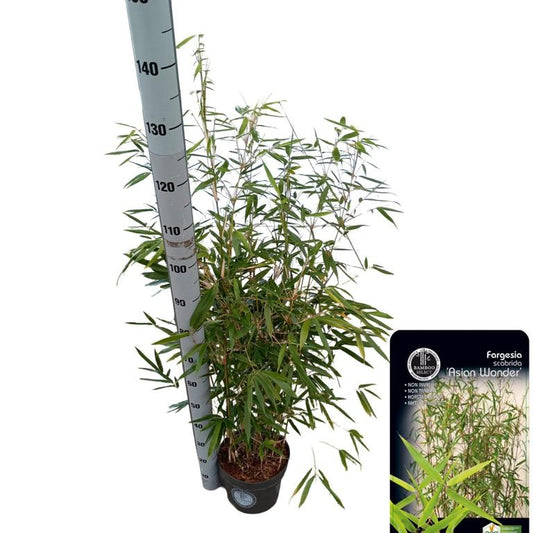 Fargesia scabrida 'Asian Wonder' 80-100 cm – Immergrüner Sichtschutz Bambus, winterhart & blickdicht