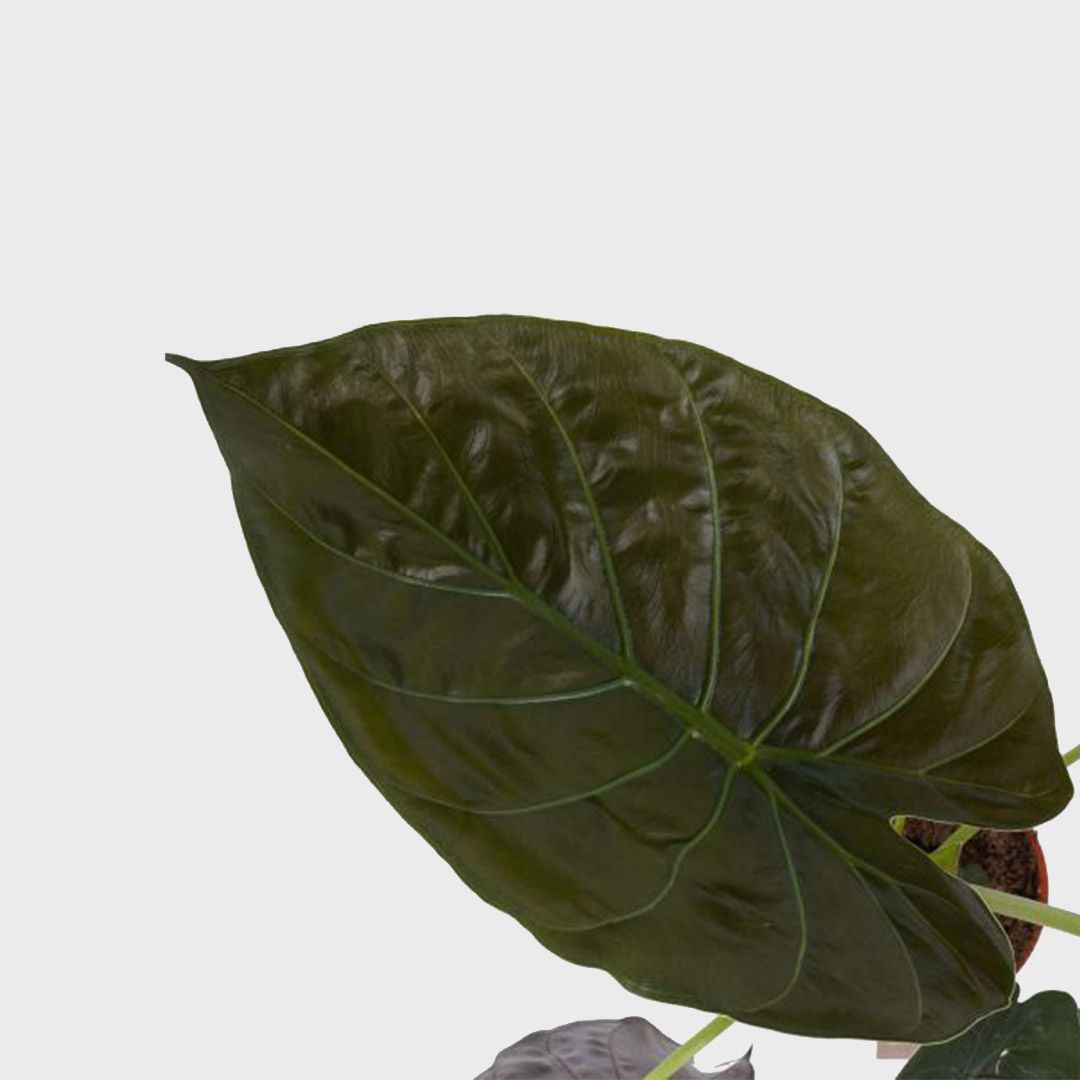 Alocasia wentii 70 cm Sloní ucho Obří šípovitý list taro