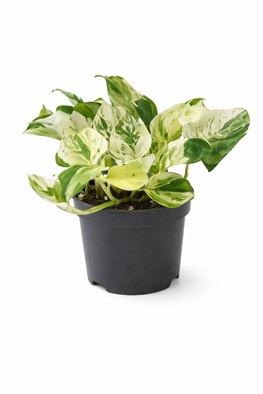 Epipremnum Happy Leaf Ø12 cm – Efeutute Zimmerpflanze ca. 20 cm hoch – pflegeleichte Grünpflanze für Wohnung & Büro
