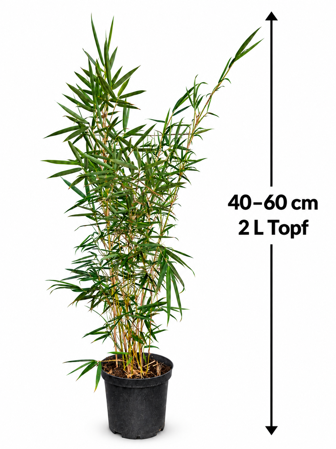 Fargesia robusta ‘Campbell’ 40–60 cm – Winterharter Heckenbambus im 2-Liter-Topf, horstbildender Zebra-Bambus