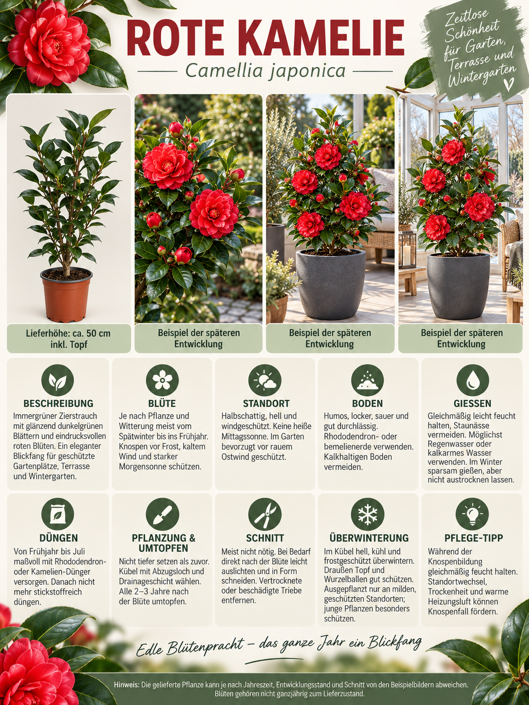 Rote Kamelie ca. 50 cm – Camellia mit eleganten Blüten für Kübel, Terrasse und Wintergarten
