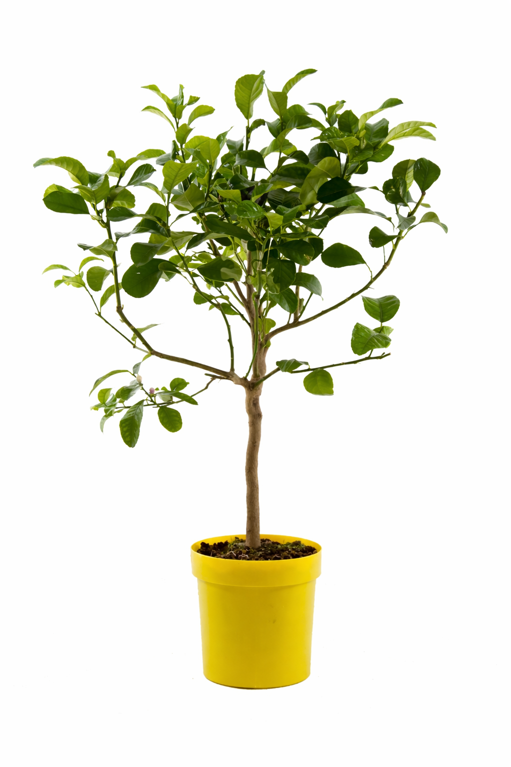 Citrus medica - Citronella, stonek 80 cm