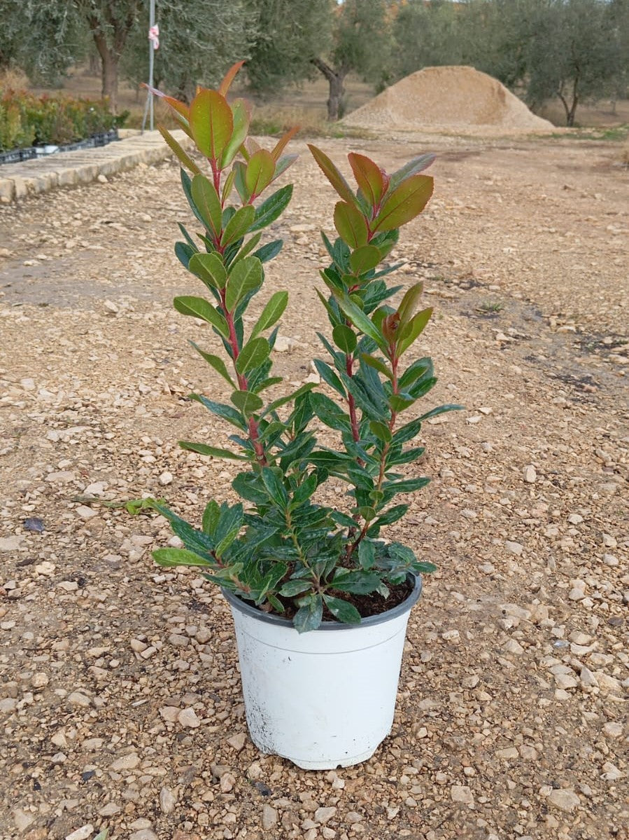 Arbutus Unedo – Corbezzolo (Jahodník) 40-60 cm / P17 – Dekorativní rostlina do zahrady a na terasu