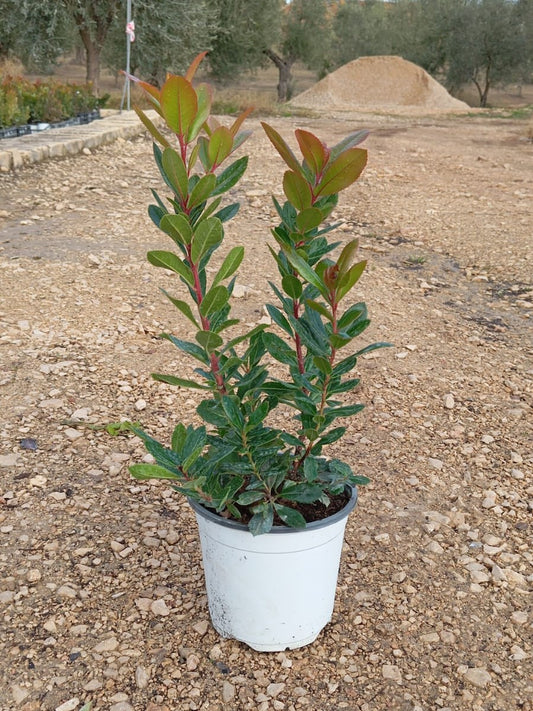 Arbutus Unedo – Corbezzolo (Erdbeerbaum) 40-60 cm / P17  – Dekorative Pflanze für Garten & Terrasse