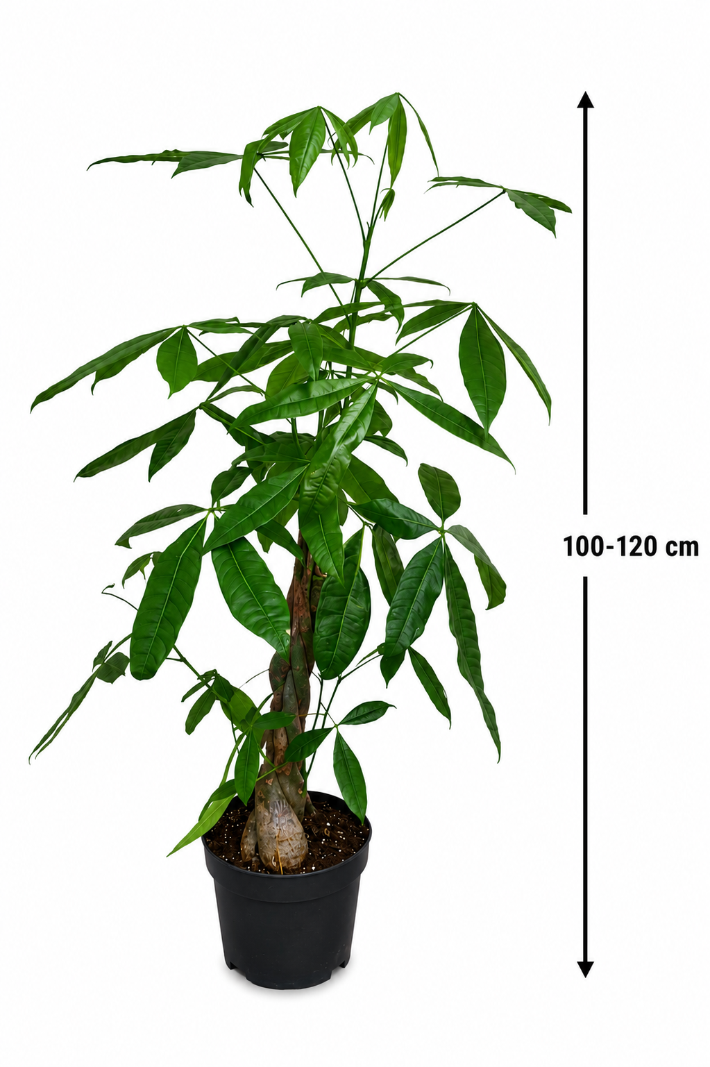 Pachira aquatica – Glückskastanie 100-120 cm – Zimmerpflanze für Wohlfühlatmosphäre