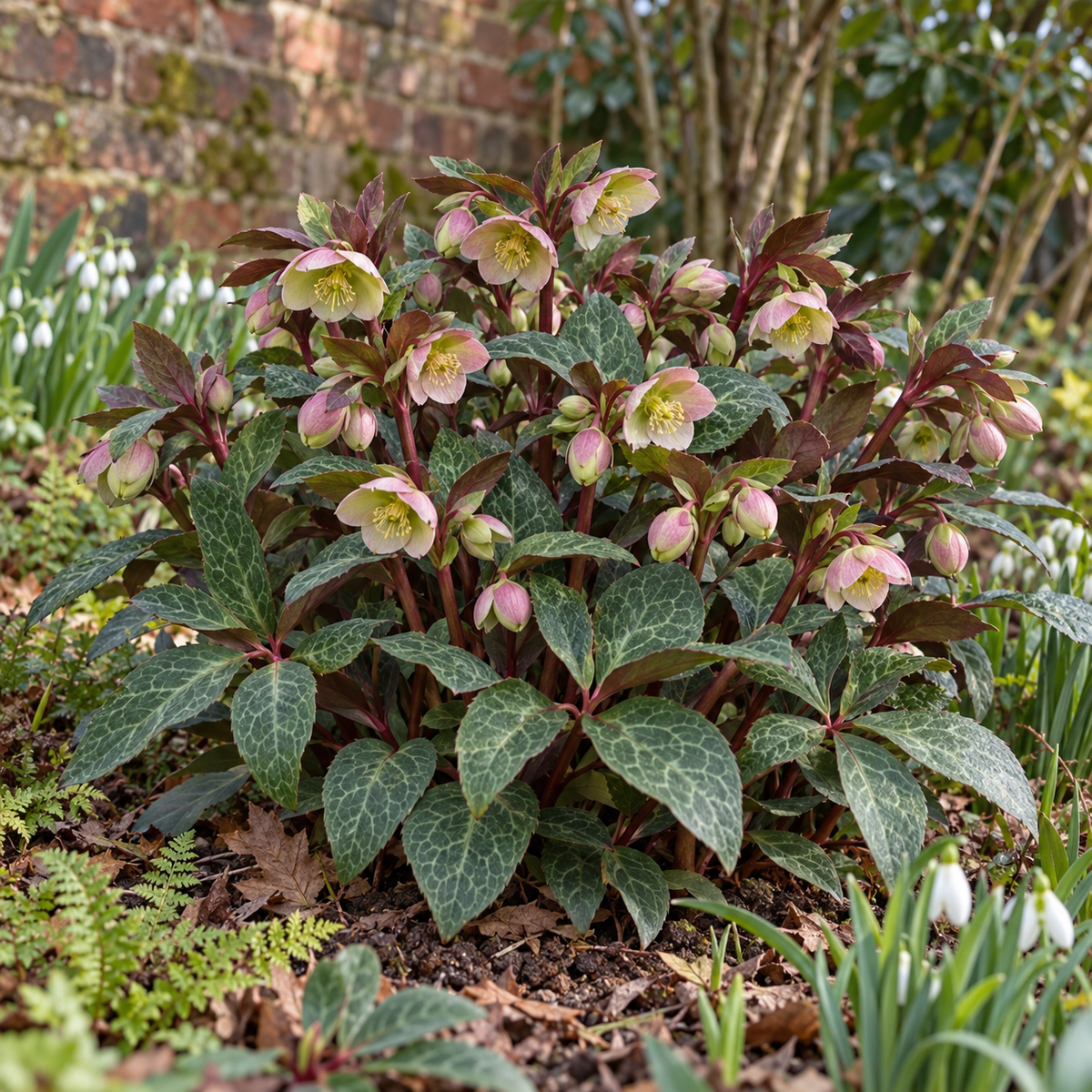 Helleborus lividus ‘Pink’ – rosa Mallorquinische Nieswurz für Terrasse & Kübel – 15–20 cm inkl. Topf