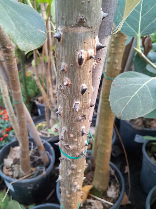Erythrina caffra bis 120-140 cm- Der farbenfrohe Korallenbaum für ein tropisches Flair im eigenen Garten