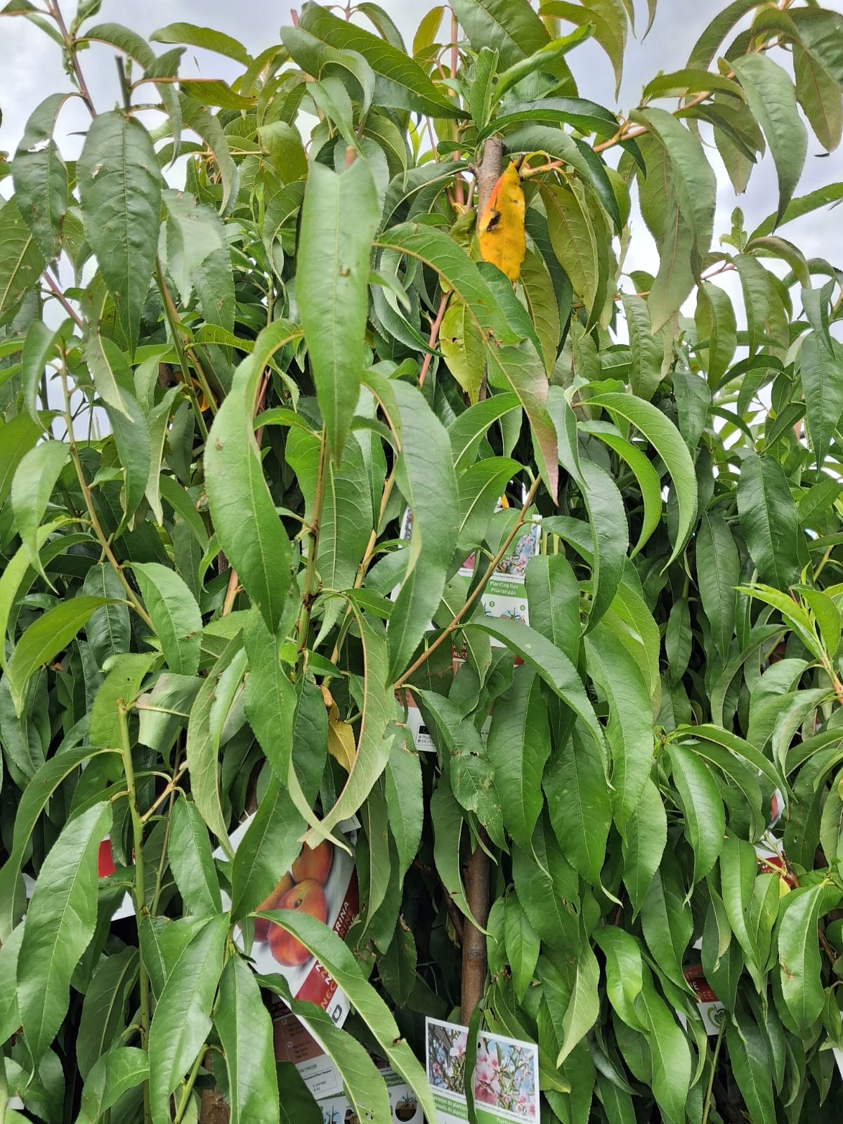 Nektarinenbaum ‘Fantasia’ (Prunus persica var. nucipersica) – ca. 160–200 cm hoch, veredelt auf Stamm – Saftige Früchte, pflegeleicht & winterhart