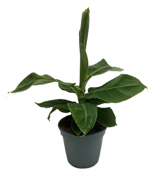 Musa Dwarf cavendish - Zwerg-Essbanane Zimmerpflanze
