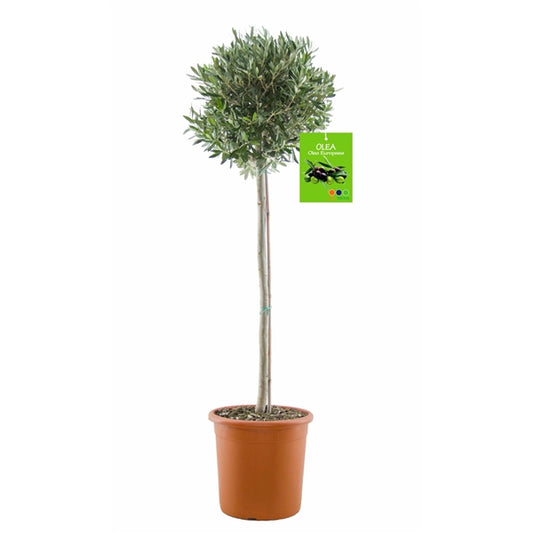 SONDERPREIS: Olivenbaum Olive 160-180 cm dicker Stamm  beste Qualität  winterhart + robust