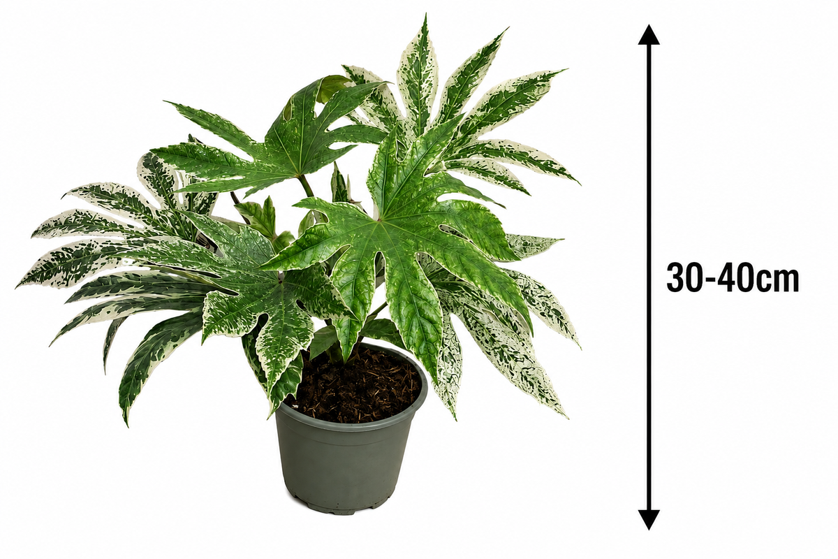 Fatsia japonica Spiderweb - Aralie - Pokojová rostlina - Listnatá rostlina