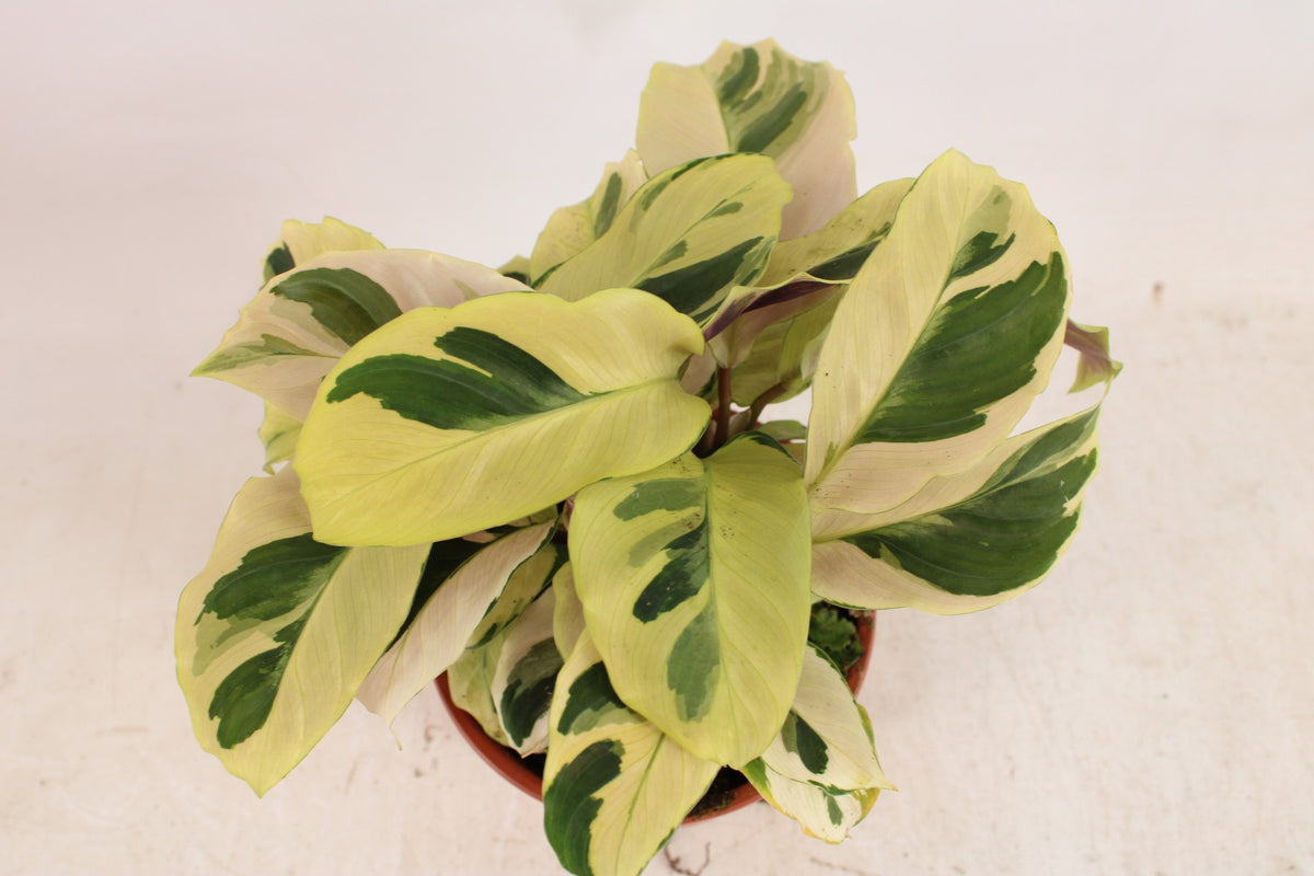 Calathea 'Fusion Yellow' - Tropická kráska s jasným listovým vzorem, cca. 30 cm vysoký