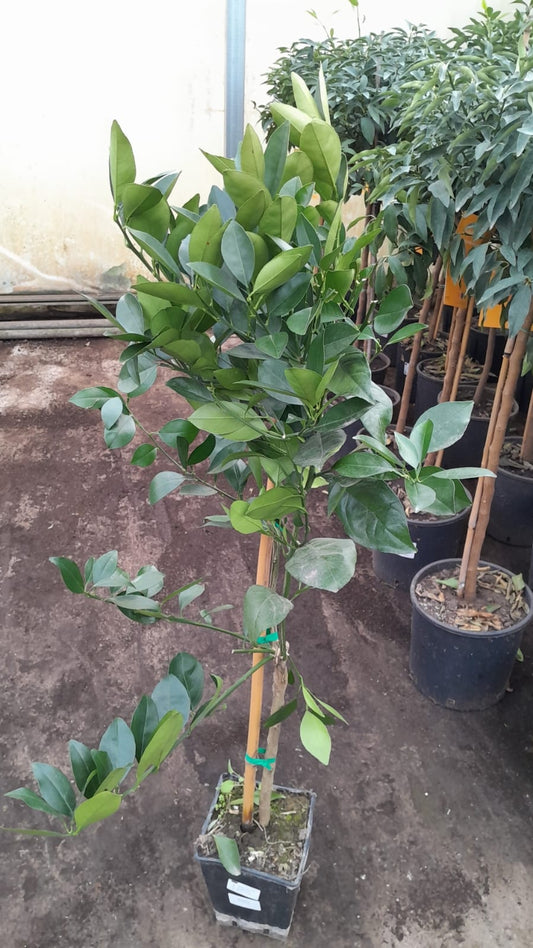 Pomerančovník Citrus Sinensis Valencia 120-140 cm – Pomerančová rostlina pro vaši zahradu